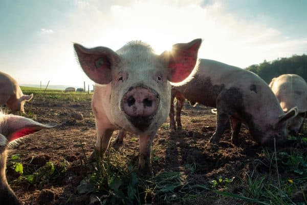 Cientistas “revivem” rins de porco congelados há um ano