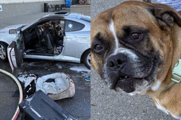 Cão é Salvo por Bombeiros de Carro em Chamas em Washington