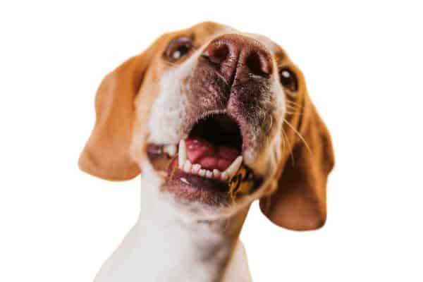Seu cachorro late demais no portão? Veja orientações de veterinário
