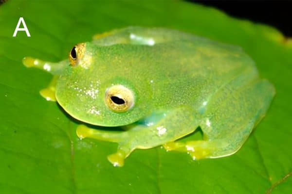 Nova espécie de perereca Vitreorana micaelae descoberta em Goiás