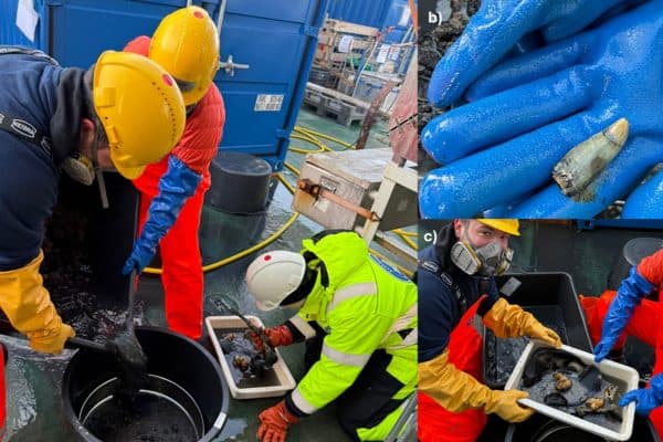 Cientistas Descobrem “Túmulo Aquático” de Baleia nas Profundezas do Ártico