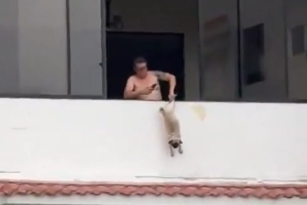 Ex-jogador é preso após pendurar cachorro pela pata em janela; veja vídeo