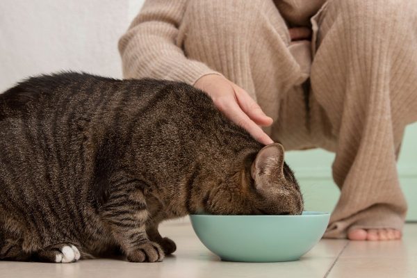 Ração úmida aumenta a ingestão de água e ajuda a prevenir doenças renais em gatos