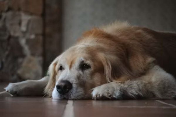 Pet idoso: veja sinais que indicam a hora de procurar um veterinário