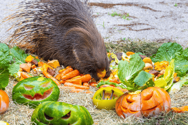 Zoológico de SP terá programação especial de Halloween neste fim de semana
