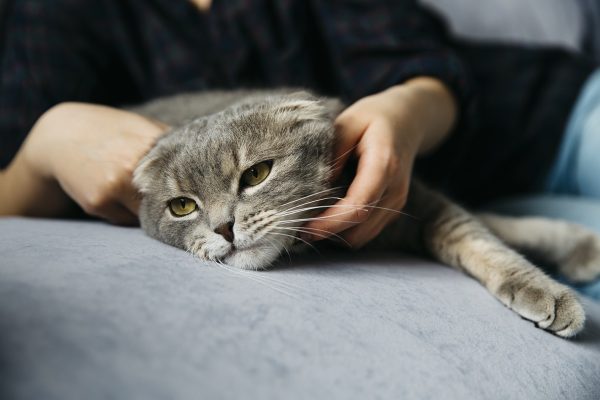 Veterinário explica por que gatos “amassam pãozinho” para demonstrar conforto