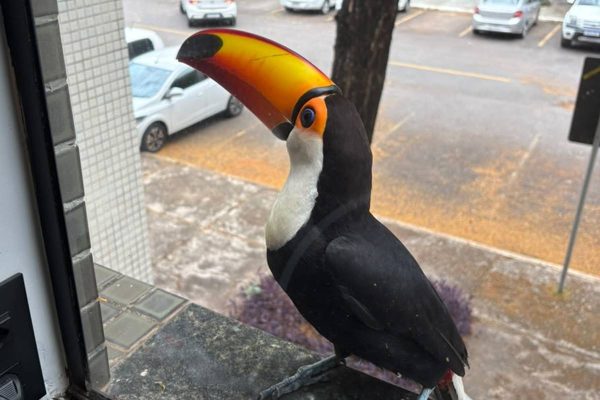 Tucano visita apartamento, bica a janela e parece pedir fruta a moradora na Asa Norte