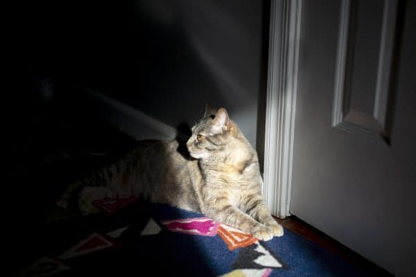 Por que gatos “tocam o terror” à noite ou de madrugada, segundo veterinário