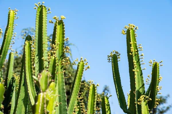 Cacto-candelabro, planta confundida com mandacaru, pode causar cegueira